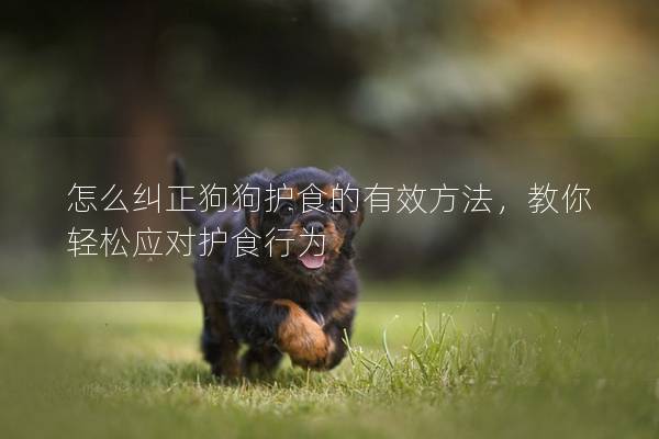 怎么纠正狗狗护食的有效方法，教你轻松应对护食行为