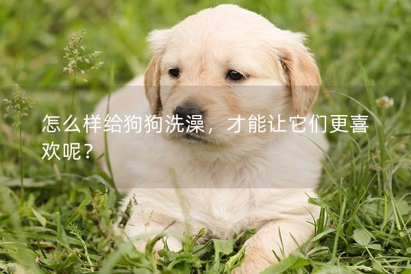 怎么样给狗狗洗澡，才能让它们更喜欢呢？