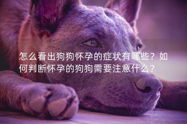 怎么看出狗狗怀孕的症状有哪些？如何判断怀孕的狗狗需要注意什么？