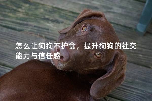 怎么让狗狗不护食，提升狗狗的社交能力与信任感