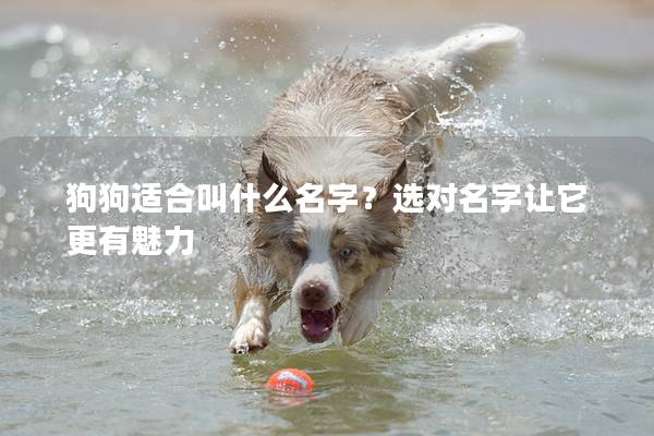 狗狗适合叫什么名字？选对名字让它更有魅力