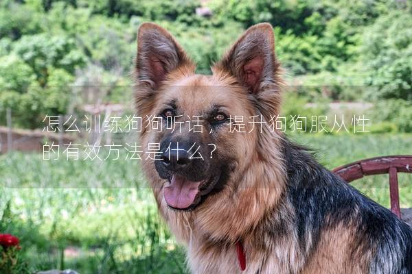 怎么训练狗狗听话，提升狗狗服从性的有效方法是什么？