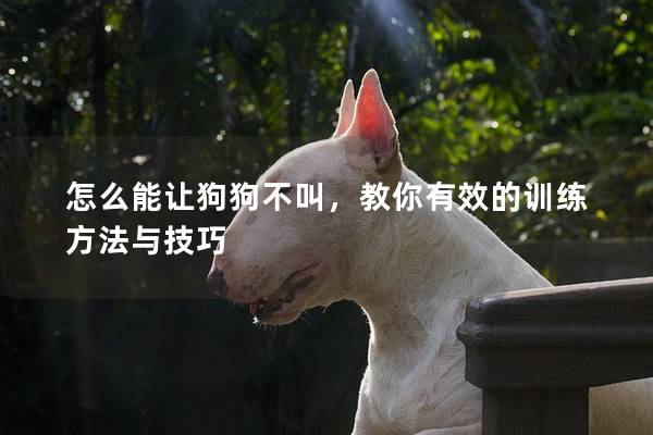 怎么能让狗狗不叫，教你有效的训练方法与技巧