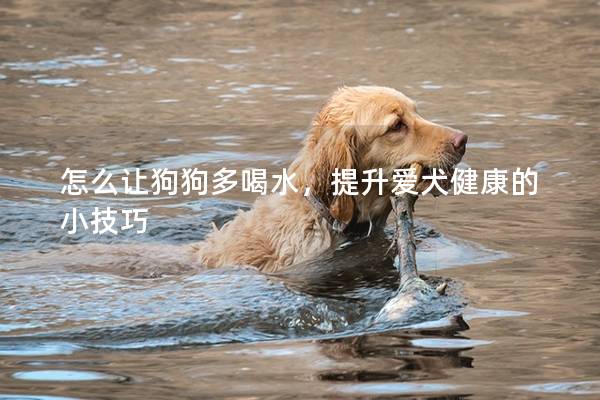 怎么让狗狗多喝水，提升爱犬健康的小技巧