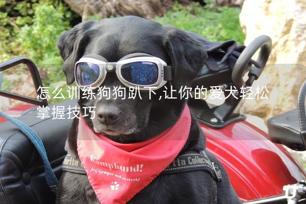 怎么训练狗狗趴下,让你的爱犬轻松掌握技巧
