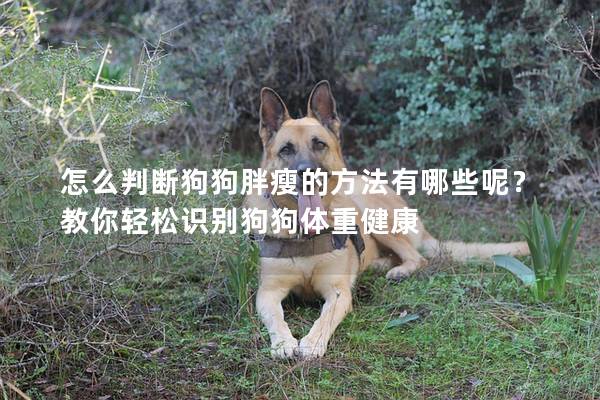 怎么判断狗狗胖瘦的方法有哪些呢？教你轻松识别狗狗体重健康