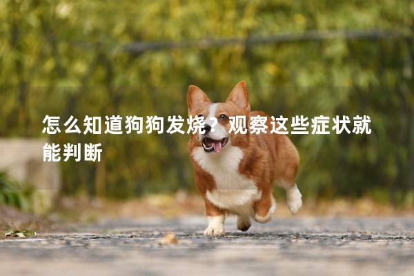 怎么知道狗狗发烧？观察这些症状就能判断