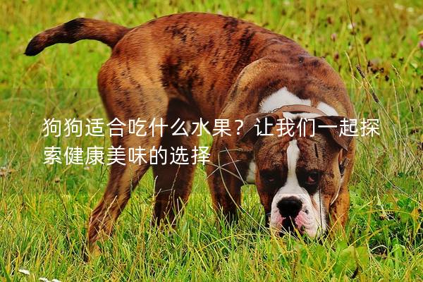 狗狗适合吃什么水果？让我们一起探索健康美味的选择