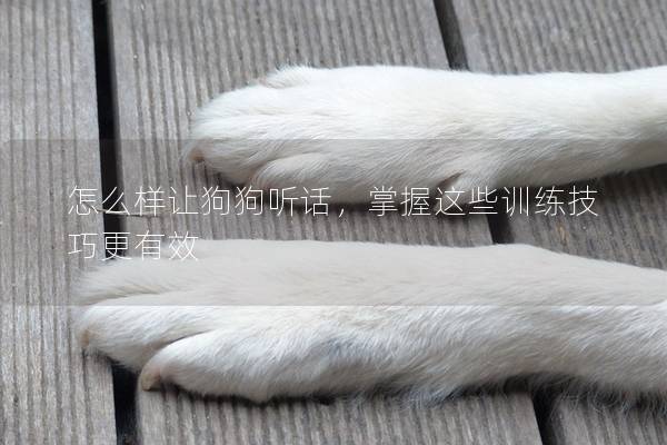 怎么样让狗狗听话，掌握这些训练技巧更有效