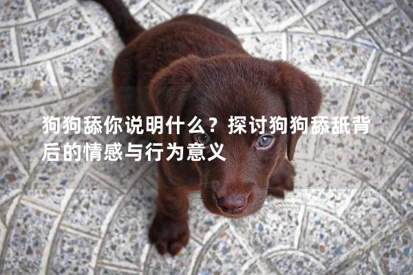 狗狗舔你说明什么？探讨狗狗舔舐背后的情感与行为意义