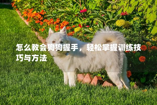 怎么教会狗狗握手，轻松掌握训练技巧与方法