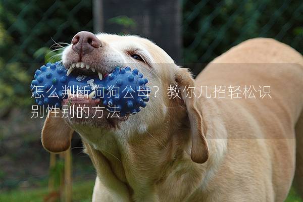 怎么判断狗狗公母？教你几招轻松识别性别的方法