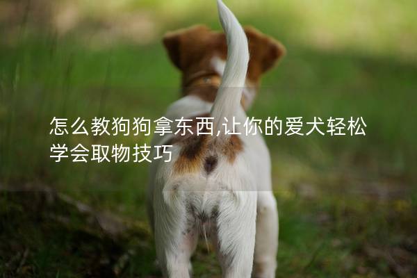 怎么教狗狗拿东西,让你的爱犬轻松学会取物技巧