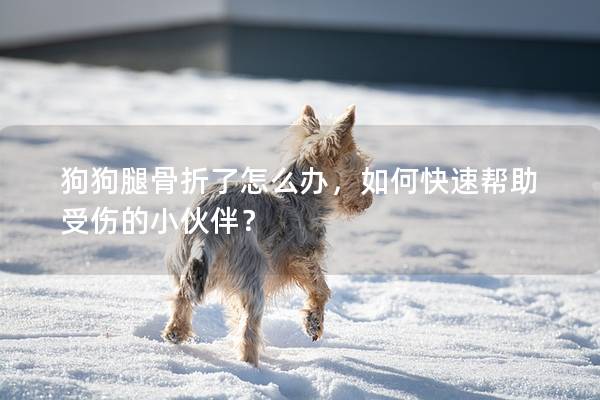 狗狗腿骨折了怎么办，如何快速帮助受伤的小伙伴？