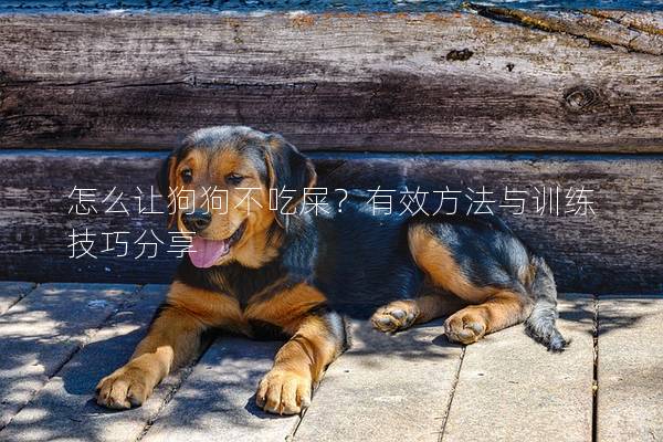 怎么让狗狗不吃屎？有效方法与训练技巧分享