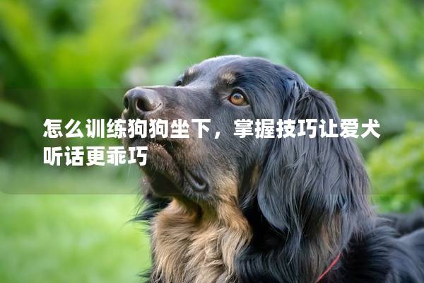 怎么训练狗狗坐下，掌握技巧让爱犬听话更乖巧