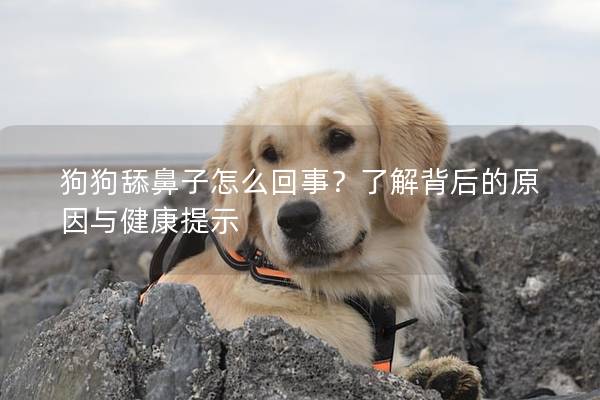 狗狗舔鼻子怎么回事？了解背后的原因与健康提示