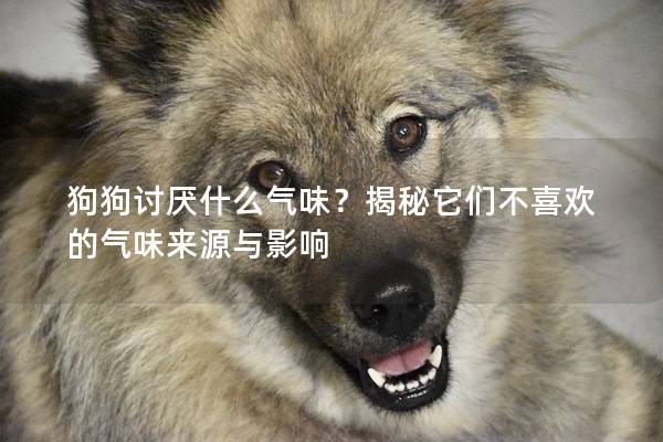 狗狗讨厌什么气味？揭秘它们不喜欢的气味来源与影响