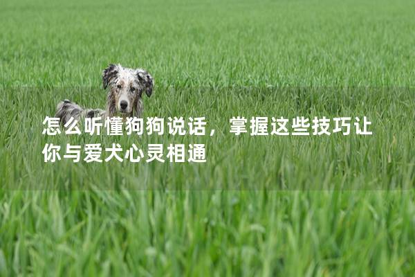 怎么听懂狗狗说话，掌握这些技巧让你与爱犬心灵相通