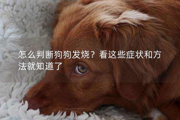 怎么判断狗狗发烧？看这些症状和方法就知道了
