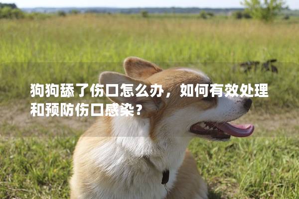 狗狗舔了伤口怎么办，如何有效处理和预防伤口感染？