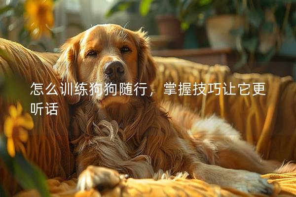 怎么训练狗狗随行，掌握技巧让它更听话