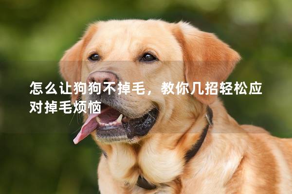 怎么让狗狗不掉毛，教你几招轻松应对掉毛烦恼