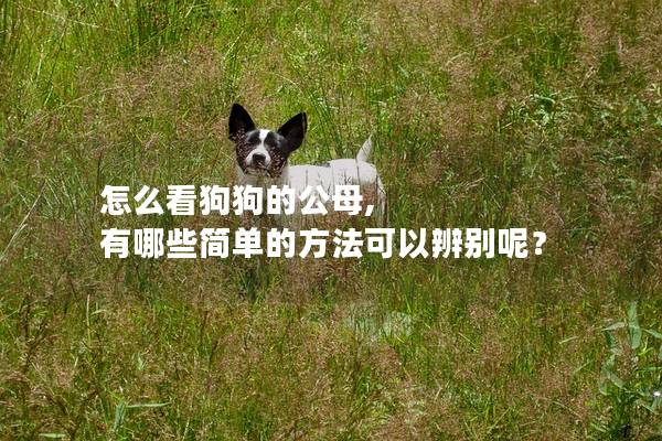 怎么看狗狗的公母, 有哪些简单的方法可以辨别呢？