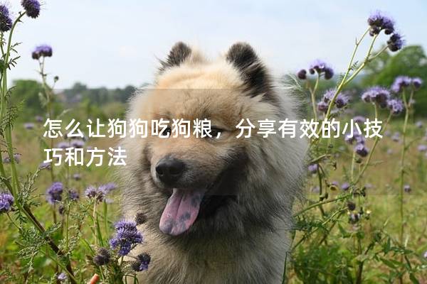 怎么让狗狗吃狗粮，分享有效的小技巧和方法