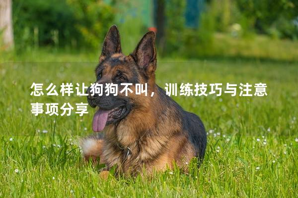 怎么样让狗狗不叫，训练技巧与注意事项分享