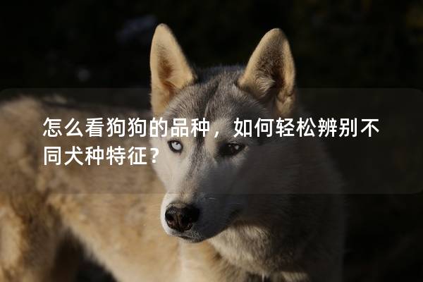 怎么看狗狗的品种，如何轻松辨别不同犬种特征？