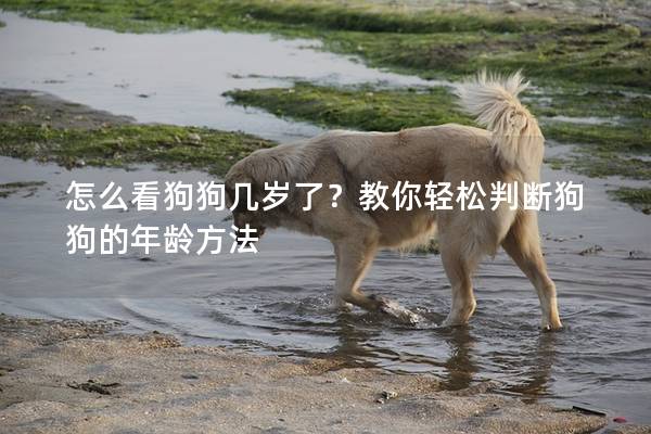 怎么看狗狗几岁了？教你轻松判断狗狗的年龄方法