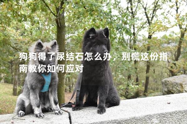 狗狗得了尿结石怎么办，别慌这份指南教你如何应对