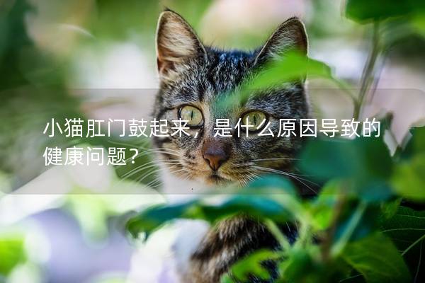 小猫肛门鼓起来，是什么原因导致的健康问题？