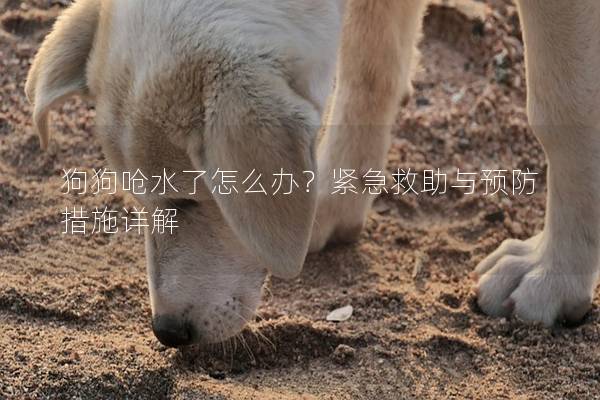 狗狗呛水了怎么办？紧急救助与预防措施详解
