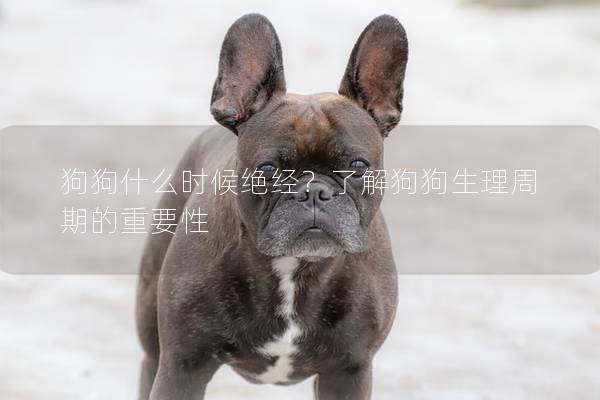 狗狗什么时候绝经？了解狗狗生理周期的重要性