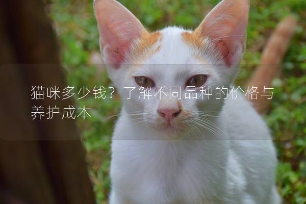 猫咪多少钱？了解不同品种的价格与养护成本