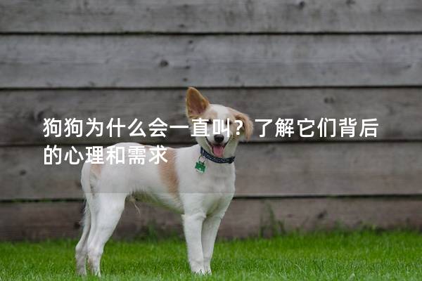 狗狗为什么会一直叫？了解它们背后的心理和需求