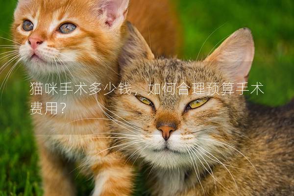 猫咪手术多少钱，如何合理预算手术费用？