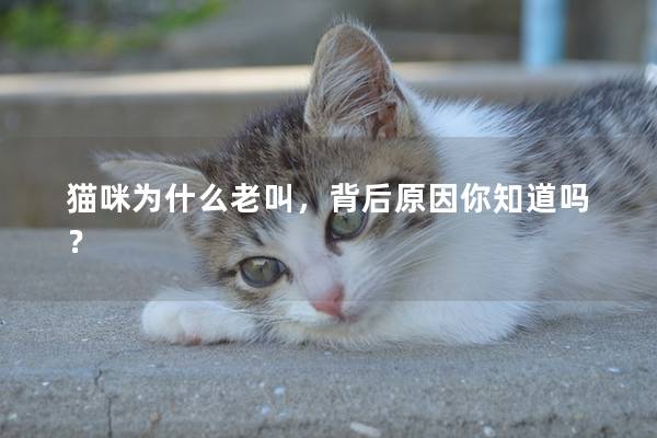 猫咪为什么老叫，背后原因你知道吗？