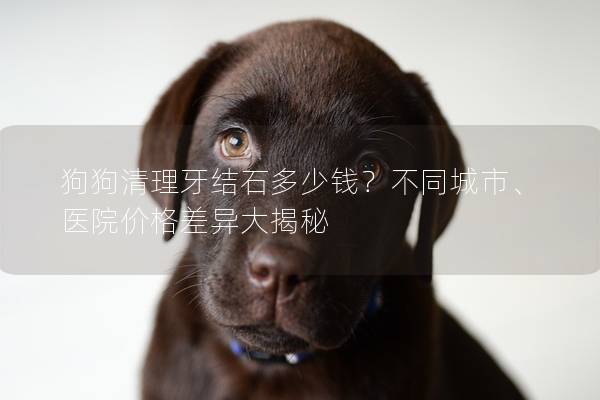 狗狗清理牙结石多少钱？不同城市、医院价格差异大揭秘