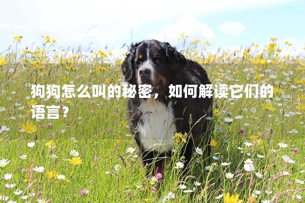 狗狗怎么叫的秘密，如何解读它们的语言？