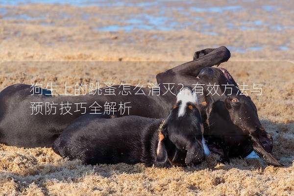 狗生上的跳蚤怎么消灭？有效方法与预防技巧全解析