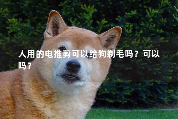人用的电推剪可以给狗剃毛吗？可以吗？