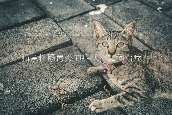 猫急性肠胃炎的症状，如何治疗？