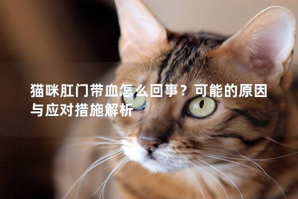 猫咪肛门带血怎么回事？可能的原因与应对措施解析