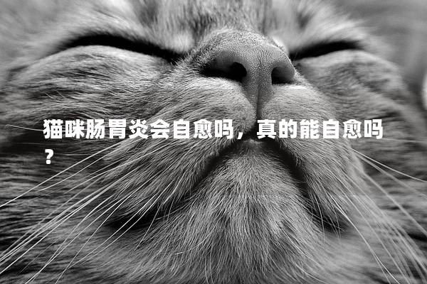 猫咪肠胃炎会自愈吗，真的能自愈吗？