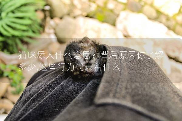 猫咪舔人什么意思？背后原因你了解多少,这些行为代表着什么