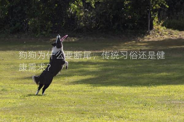 狗狗为什么要断尾，传统习俗还是健康需求？