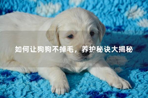 如何让狗狗不掉毛，养护秘诀大揭秘